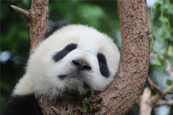 What does it mean to dream of pandas? What does it mean to dream of pandas?