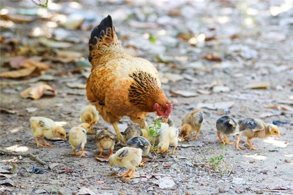 What does it mean to dream of chickens?