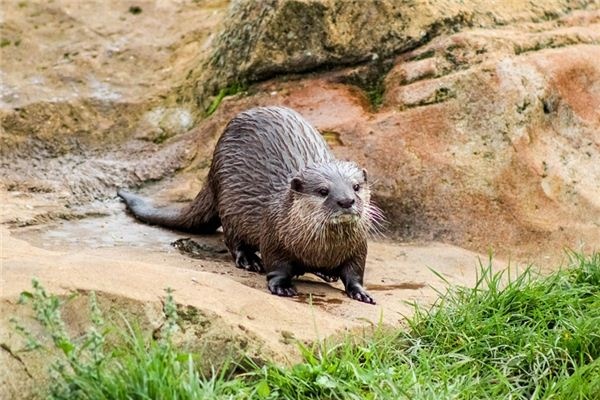 What does it mean to dream of otters? What does it mean to dream of otters?