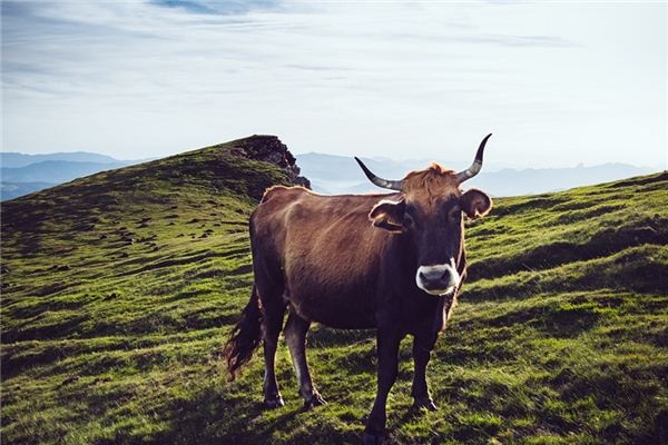 What does it mean to dream of a cow? What does it mean to dream of a cow?
