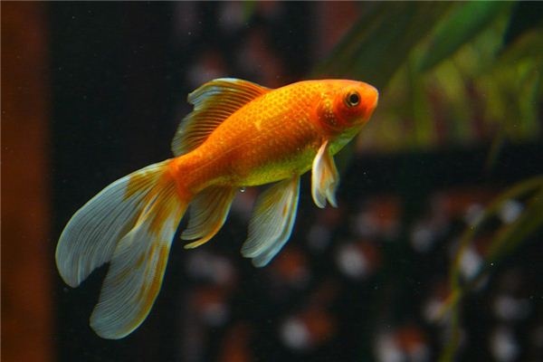 What does it mean to dream of catching goldfish? What does it mean to dream of catching goldfish?