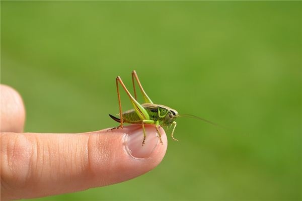 What does it mean to dream of locusts? What does it mean to dream of locusts?