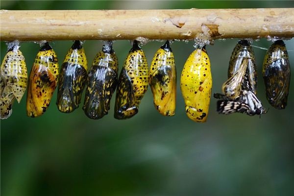 What does it mean to dream of a pupa? What does it mean to dream of a pupa?