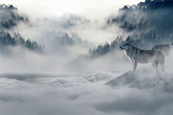 What does it mean to dream of tigers and wolves? What does it mean to dream of tigers and wolves?