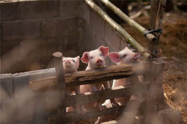 What does it mean to dream of a white pig? What does it mean to dream of a white pig?