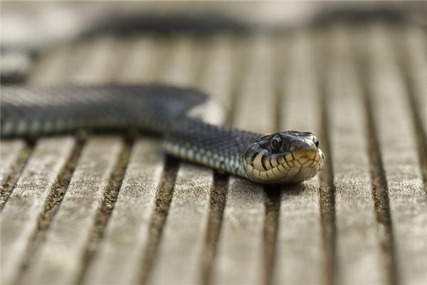 What does it mean to dream of water snakes? What does it mean to dream of water snakes?