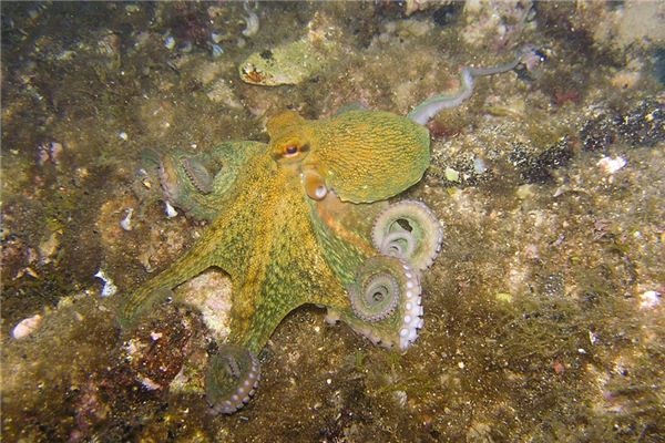 What does it mean to dream of squid? What does it mean to dream of squid?