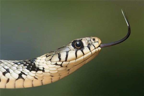 What does it mean to dream of snakes and turtles facing each other? What does it mean to dream of snakes and turtles facing each other?