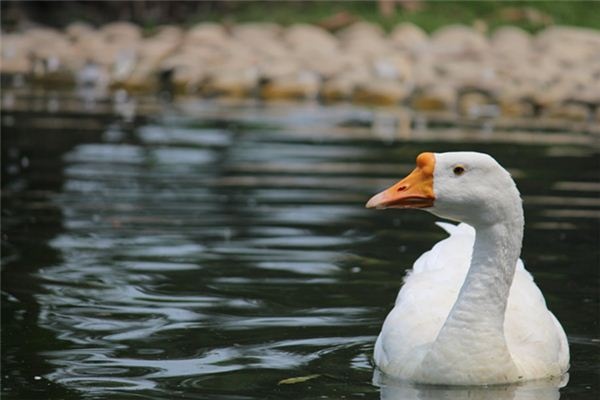 What does it mean to dream of geese? What does it mean to dream of geese?