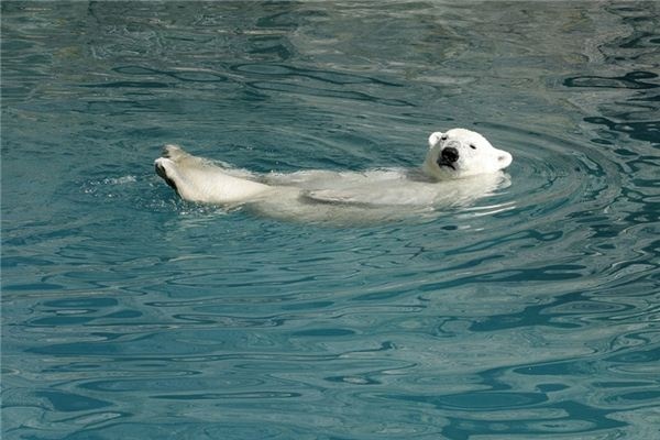 What does it mean to dream of an unlucky bear? What does it mean to dream of an unlucky bear?