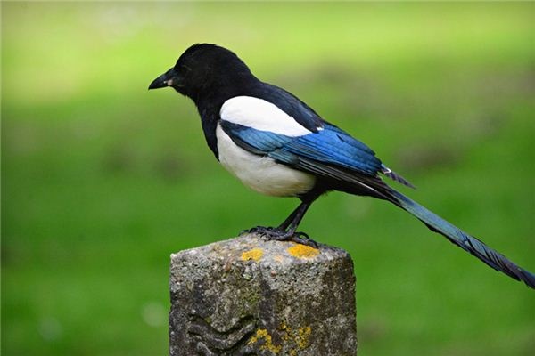 What does it mean to dream of magpies? What does it mean to dream of magpies?