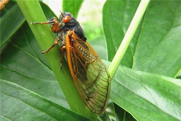 Dreaming of cicadas