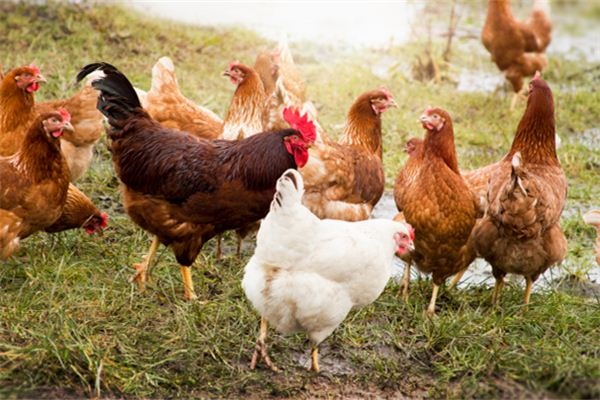 I dreamed of chickens pecking at feed.
