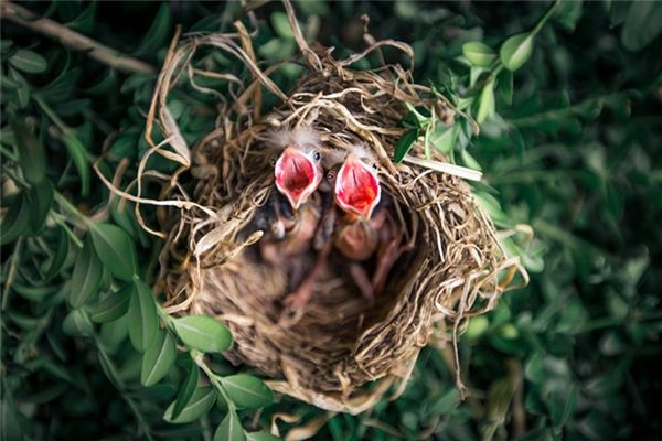 What does it mean to dream of a bird's nest? What does it mean to dream of a bird's nest?