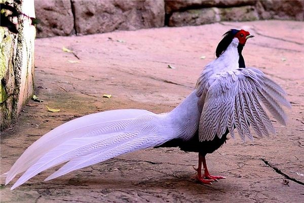What does it mean to dream of a silver pheasant? What does it mean to dream of a silver pheasant?