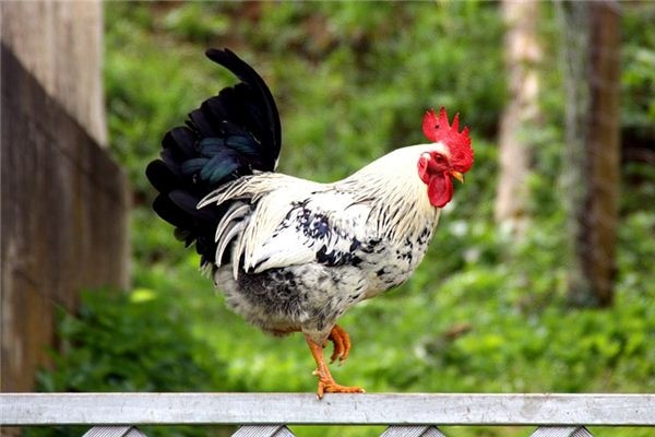 What does it mean to dream of a rooster? What does it mean to dream of a rooster?