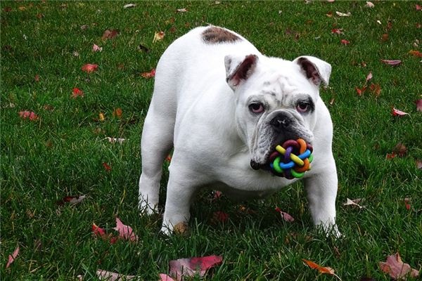 What does it mean to dream of a bulldog? What does it mean to dream of a bulldog?