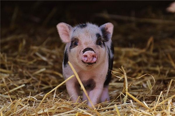 I dreamt that my wife was holding a pig.