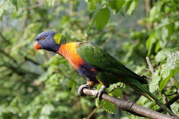 What does it mean to dream of a dead parrot? What does it mean to dream of a dead parrot?