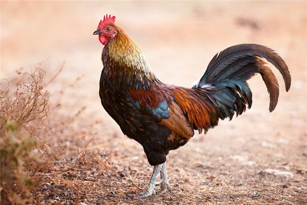 What does it mean to dream of being pecked by a rooster? What does it mean to dream of being pecked by a rooster?