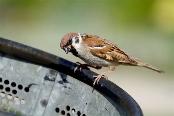 Dreaming of sparrows eating insects