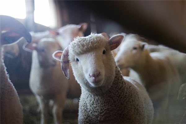 What does it mean to dream of sheep? What does it mean to dream of sheep?