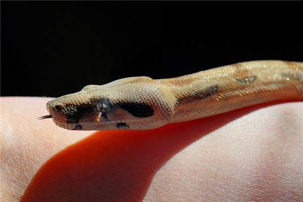 What does it mean to dream of a headless snake? What does it mean to dream of a headless snake?