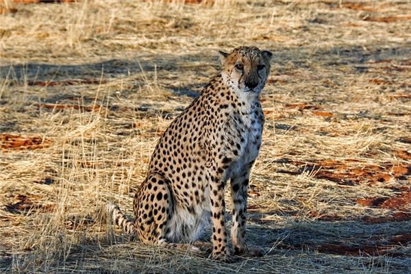 What does it mean to dream of a cheetah? What does it mean to dream of a cheetah?