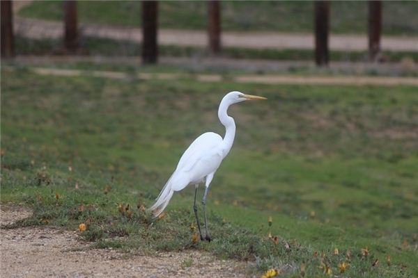 What does it mean to dream of white cranes? What does it mean to dream of white cranes?