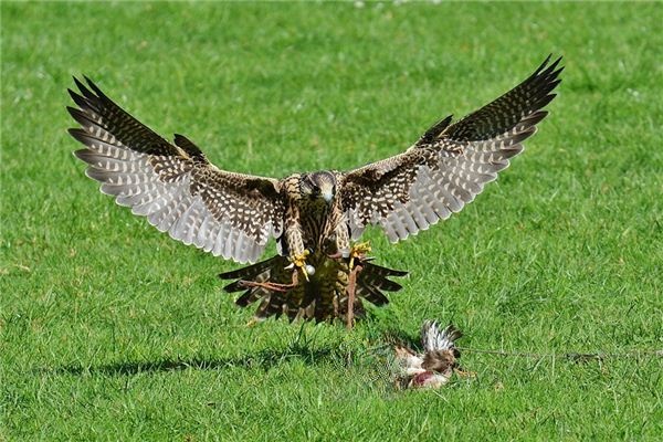 What does it mean to dream of a falcon? What does it mean to dream of a falcon?