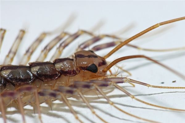 What does it mean to dream of centipedes? What does it mean to dream of centipedes?