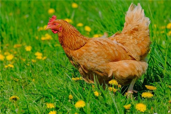 What does it mean to dream of a dead chicken? What does it mean to dream of a dead chicken?