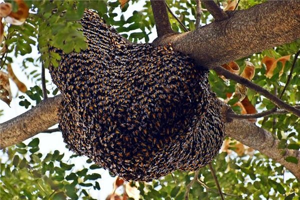 Dreaming of a beehive