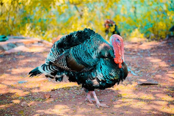 What does it mean to dream of a turkey?