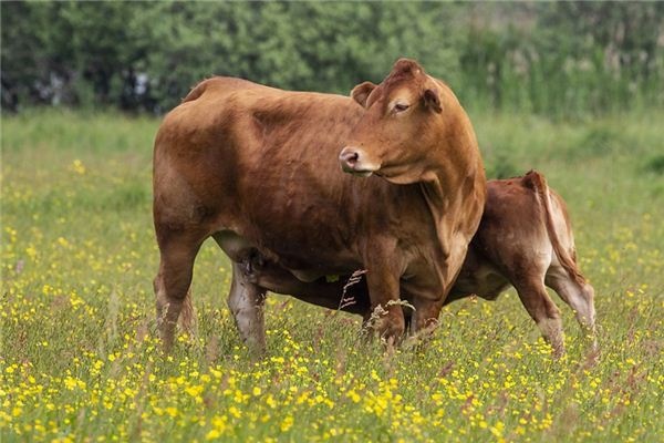 What does it mean to dream of a yellow ox? What does it mean to dream of a yellow ox?