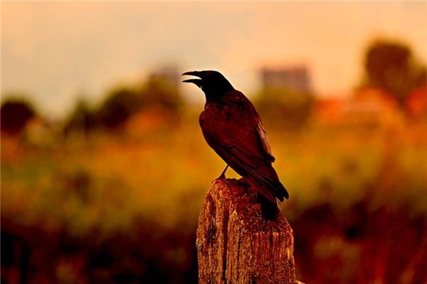 What does it mean to dream of a large crow? What does it mean to dream of a large crow?