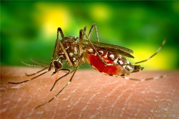 What does it mean to dream of mosquitoes?