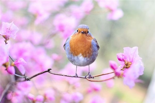 What does it mean to dream of birds? What does it mean to dream of birds?