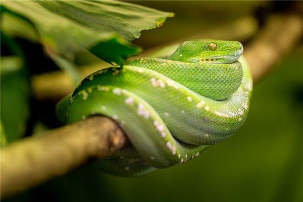 What does it mean to dream of a long, coiled snake? What does it mean to dream of a long, coiled snake?