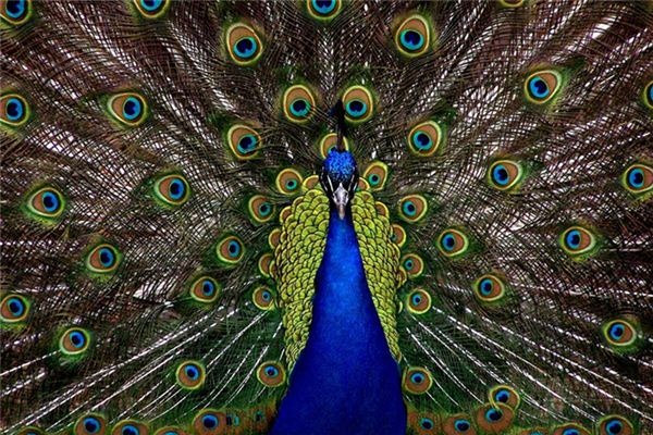 What does it mean to dream of a peacock singing? What does it mean to dream of a peacock singing?