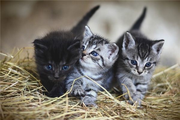 What does it mean to dream of many cats?