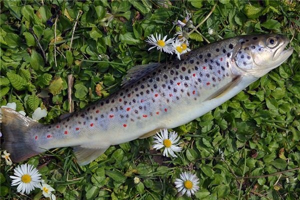 What does it mean to dream of catching fish? What does it mean to dream of catching fish?