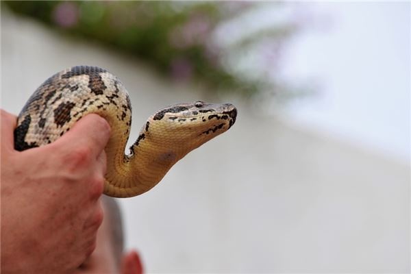 I dreamt that many snakes died.