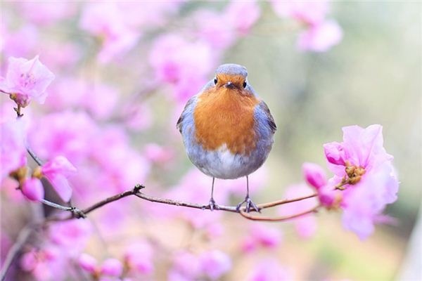 What does it mean to dream of birds? What does it mean to dream of birds?