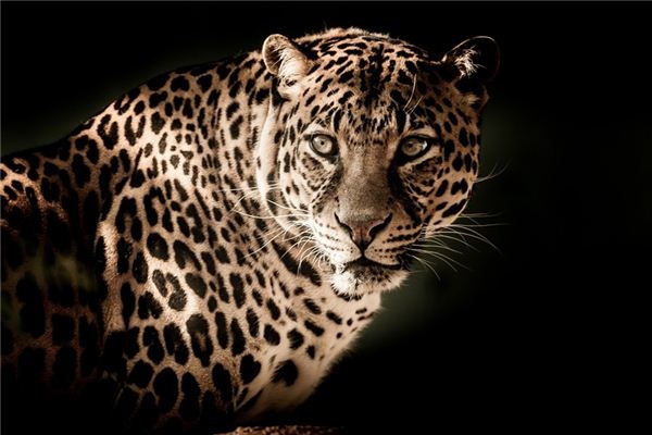 What does it mean to dream of a leopard? What does it mean to dream of a leopard?