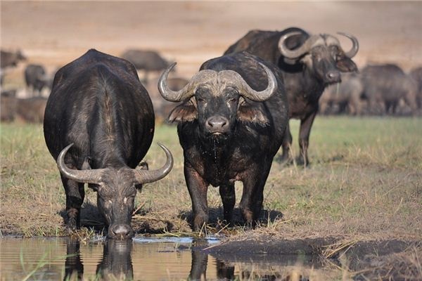 What does it mean to dream of a black ox? What does it mean to dream of a black ox?