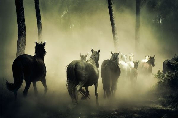 What does it mean to dream of a herd of horses? What does it mean to dream of a herd of horses?