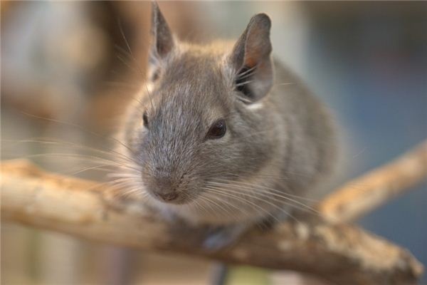 What does it mean to dream of a big rat? What does it mean to dream of a big rat?