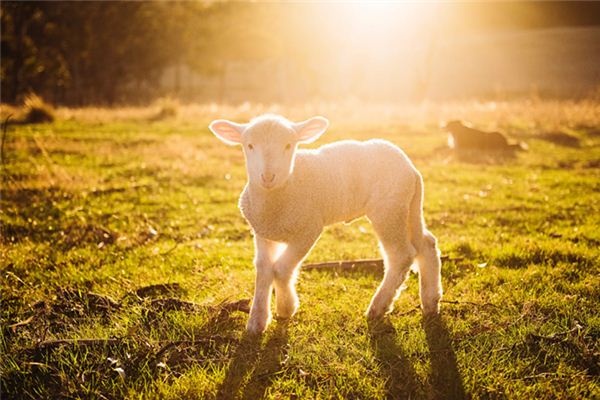 What does it mean to dream of lambs? What does it mean to dream of lambs?