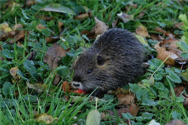 Dreaming of muskrats